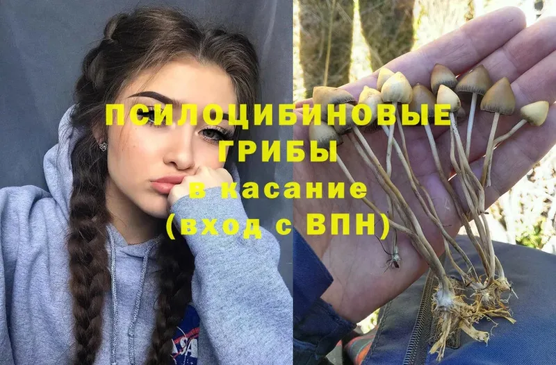 Псилоцибиновые грибы Psilocybe  Краснослободск 